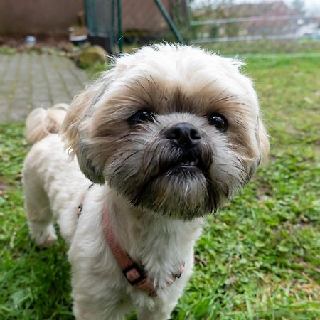 Fewo Harzer Weitblick, Hunde Willkommen, W-Lan, 2X Smart Tv, Dtv 4 Sterne, 4 Pfoten 브라운라제 외부 사진