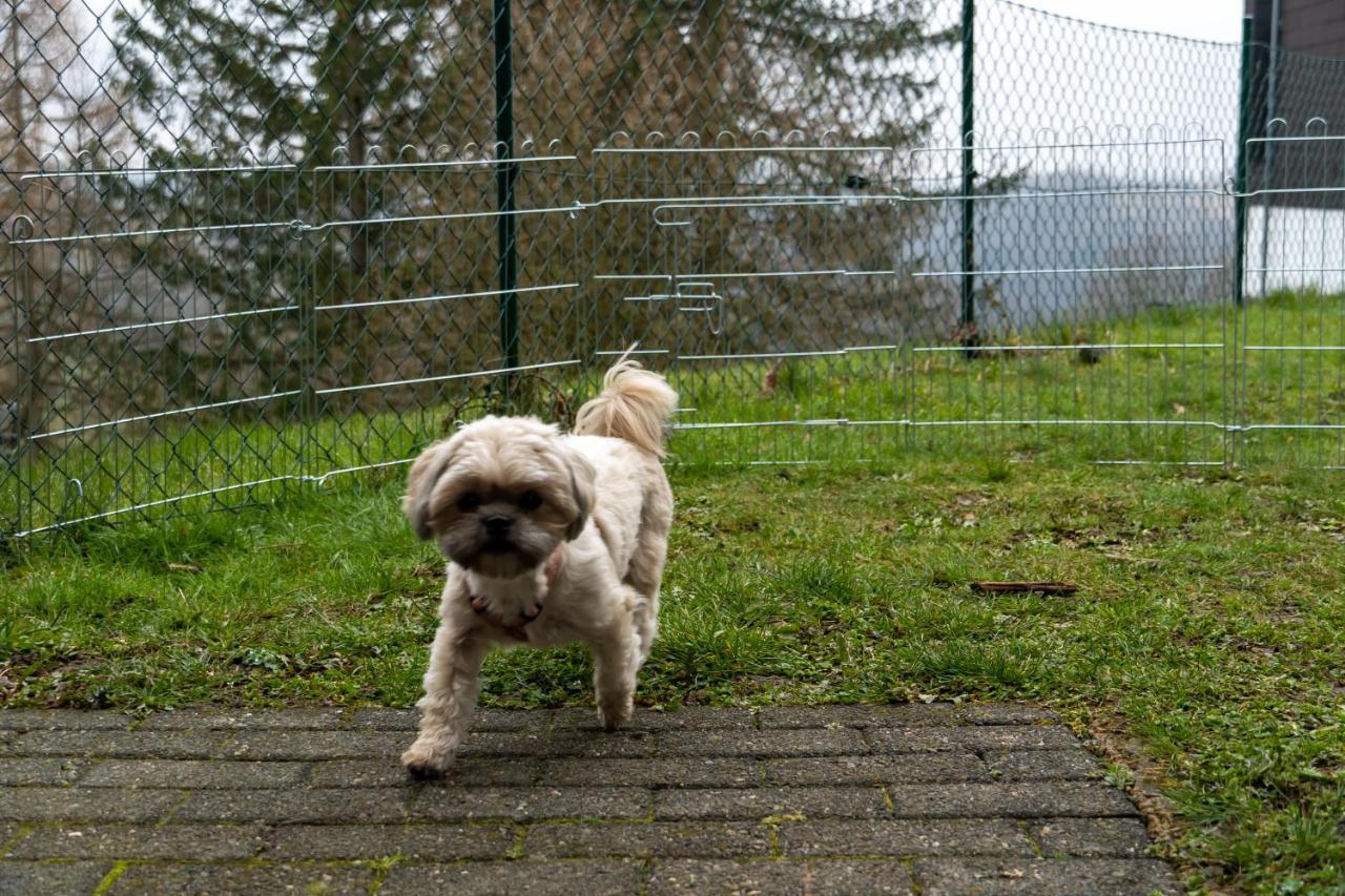 Fewo Harzer Weitblick, Hunde Willkommen, W-Lan, 2X Smart Tv, Dtv 4 Sterne, 4 Pfoten 브라운라제 외부 사진
