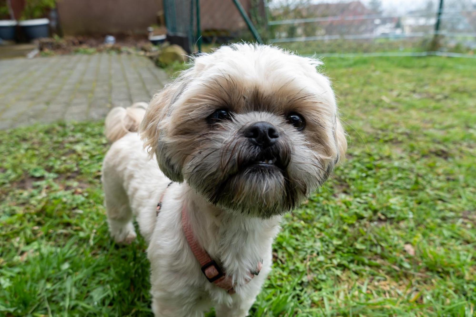 Fewo Harzer Weitblick, Hunde Willkommen, W-Lan, 2X Smart Tv, Dtv 4 Sterne, 4 Pfoten 브라운라제 외부 사진
